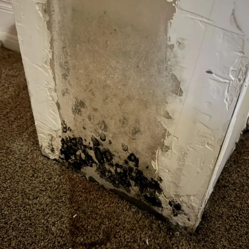 Professional Mold Removal in Bremen, GA